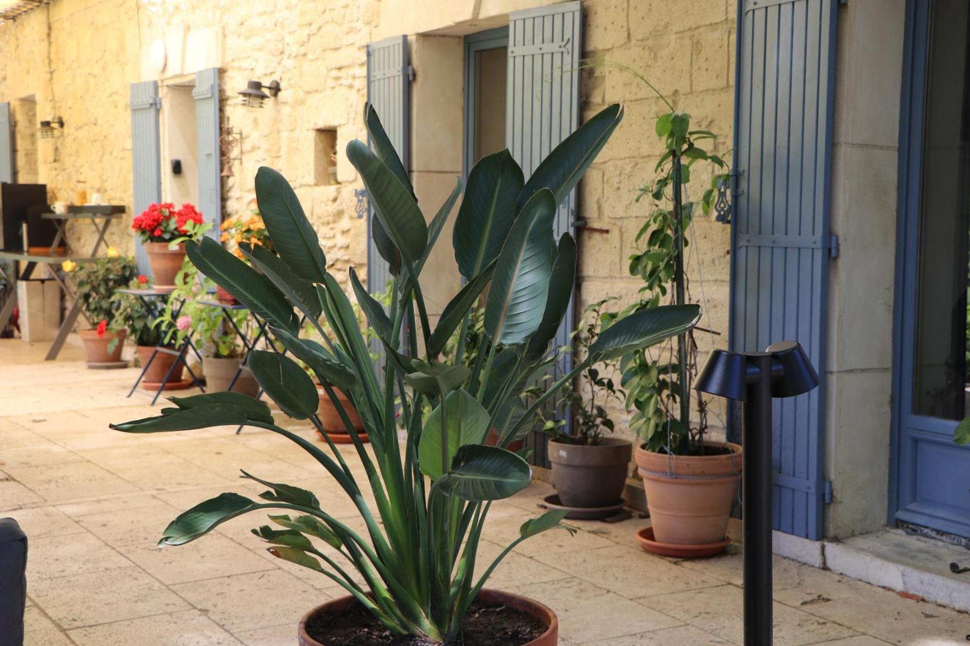 Bed and Breakfast Mas des Cerisiers à Avignon Extérieur photo