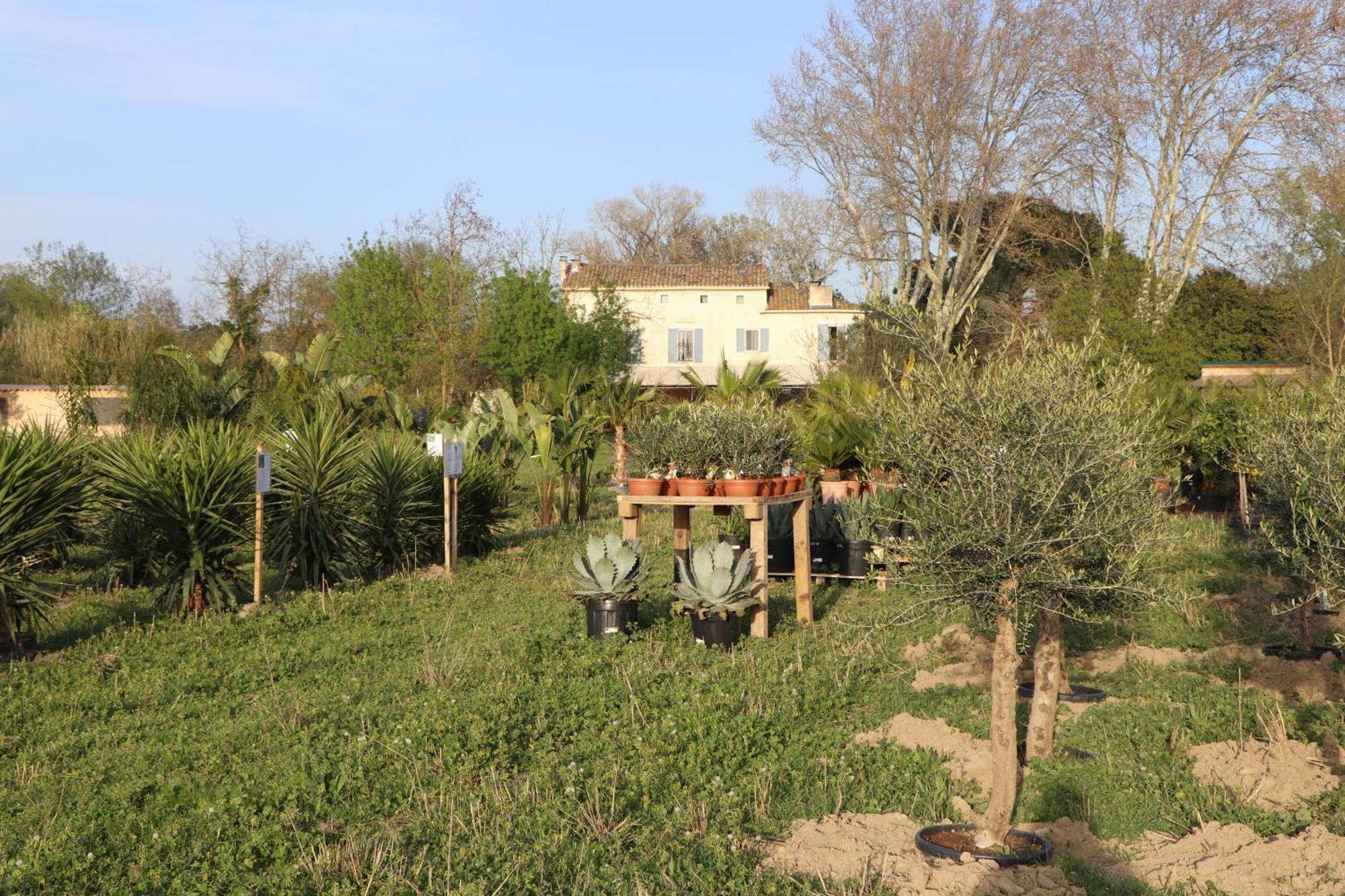 Bed and Breakfast Mas des Cerisiers à Avignon Extérieur photo